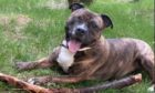Joey the Staffordshire bull terrier