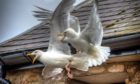 Aberdeenshire Council has attempted a number of different strategies over the years to tackle the urban gull issue.