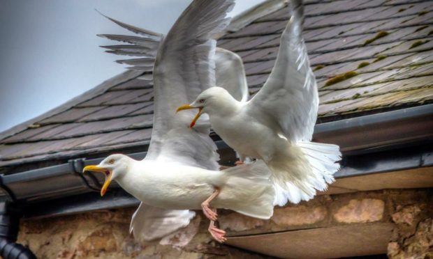 Aberdeenshire Council has attempted a number of different strategies over the years to tackle the urban gull issue.