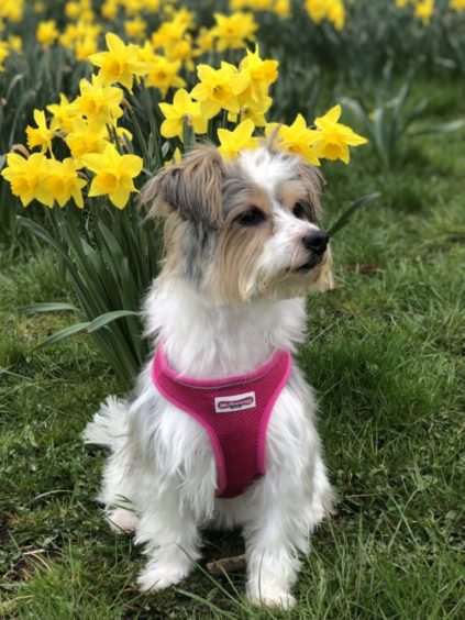 This posing pooch is Heidi, a 10-year-old rough-coat Jack Russell. The photo was taken at Riverside Drive, Aberdeen, and Heidi lives with the Ross family in the city.