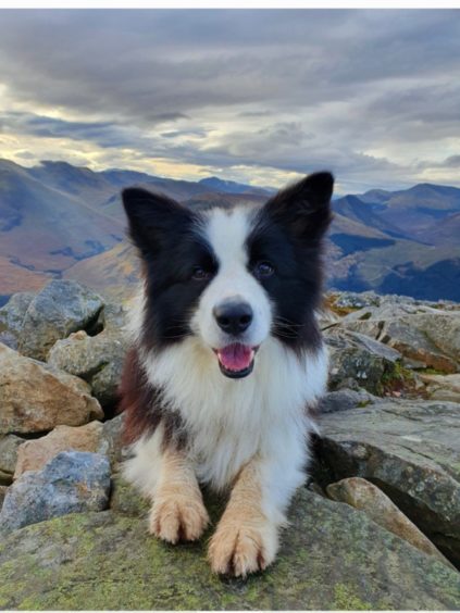 This week's winner is on top of the world! So says Toby Purdon, from Fort William. This photo was taken on the Pap of Glencoe summit. Or as Toby’s owner, Fiona Purdon, says, the ‘Pup’ of Glencoe!