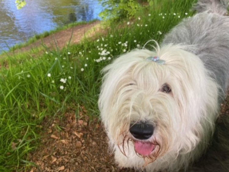 This is Faith, pictured on the banks of the River Don at
Danestone. Faith lives with Joyce Forbes in Aberdeen