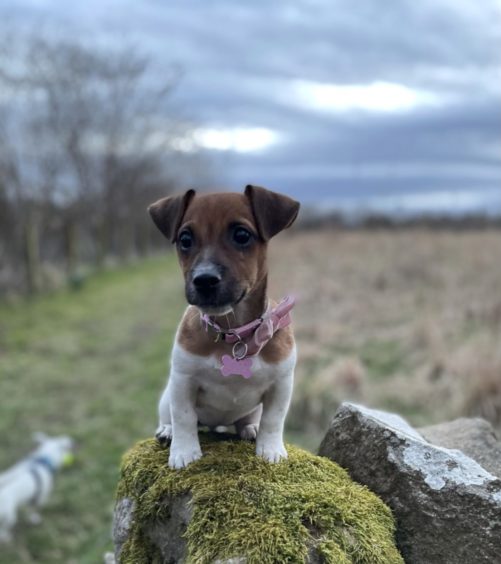 Steph Keegan, from Duffus, sent in this cute pic of Billie the Jack Russell puppy, taken at Spynie Palace.