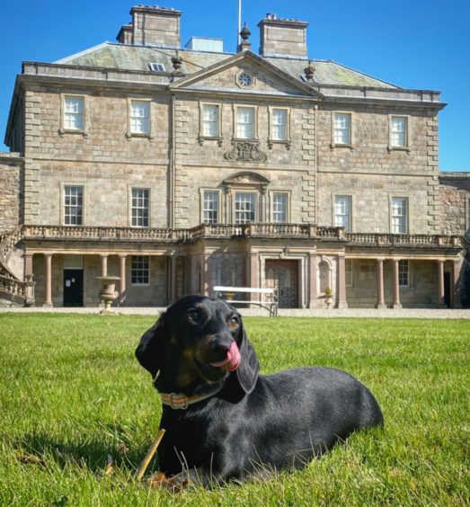 This is Mr Hubba Bubba Wallace, posing in front of Haddo House. Bubba lives in Portlethen
with Claire and Gordie Wallace.