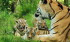 Three Amur tiger cubs at the Highland Wildlife Park have been named Nishka, Layla and  Aleksander.