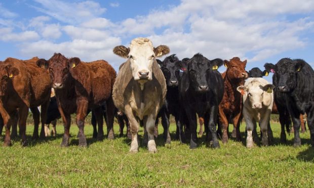 Prime cattle prices are up on the year.