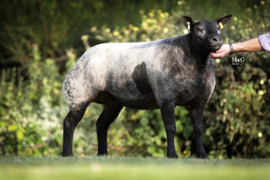 Whatmore Eccles set a new breed record for a gimmer and topped the sale when she sold for 22,000gn.