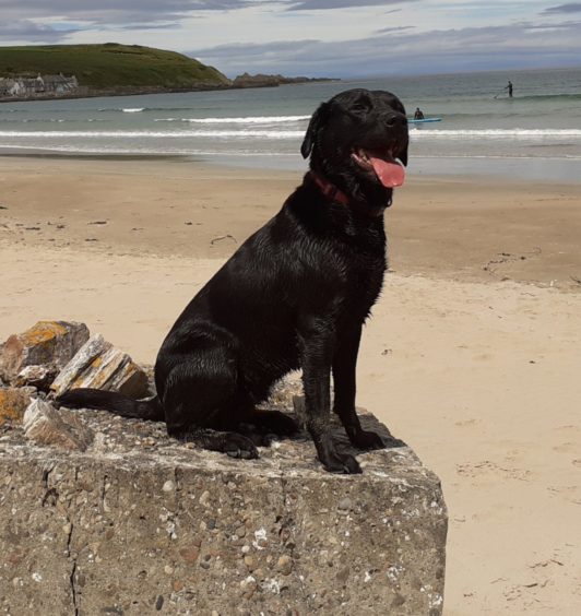 Taking a wee break after a swim and a run around, Jude was just loving her day trip to Sandend with owner Margo Hendry from Glenkindie.