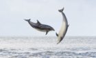Bottlenose dolphins in the Moray Firth. Picture by Terry Whittaker/Flpa/imageBROKER/Shutterstock