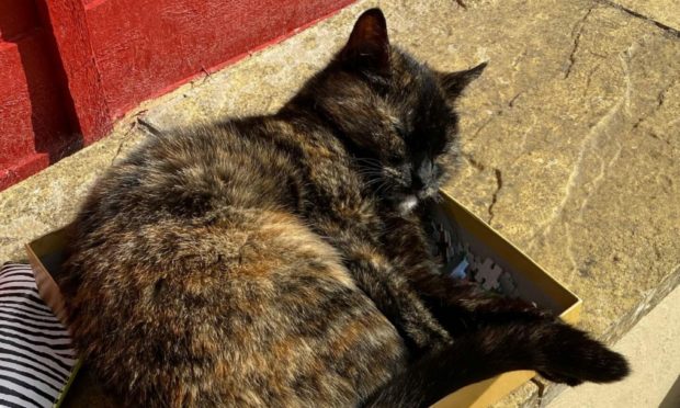 We’re not sure Claire Davidson is going to get very far with this jigsaw... Smudge commandeers the puzzle box to enjoy a snooze in the sun in Aberdeen.