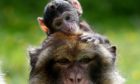 Blair Drummond features various animals including Barbary Macaques, pictured at the park