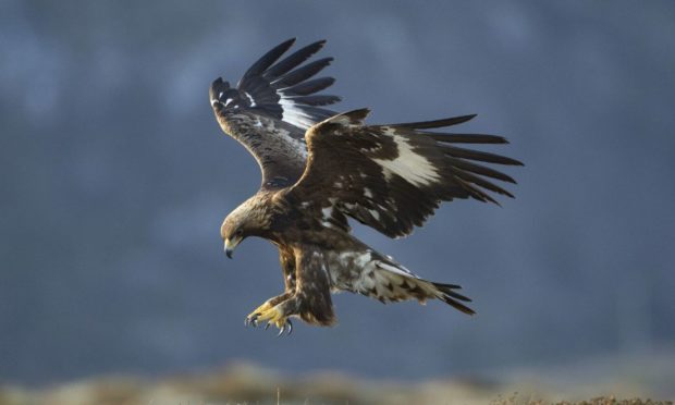 The RSPB speaks out against birdcrime in Scotland.