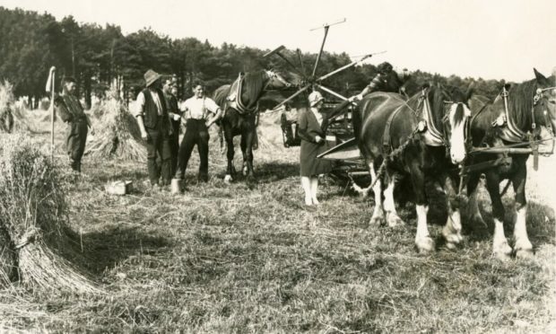 A horse-drawn 'binder' at harvest time in Aberdeenshire during the 1920s.