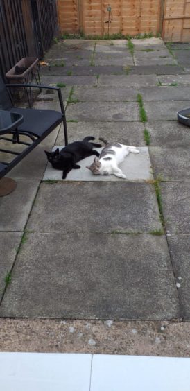 It’s a busy life being a cat so you can’t blame Dexter and Simba for some time out relaxing in the garden. They are owned by Michael Daltry, from Tain.