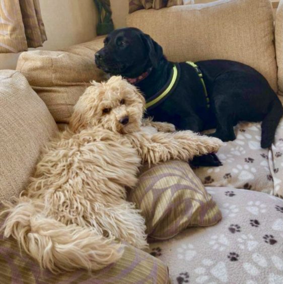 Marley and Mia are certainly looking comfortable as they are pictured, chillin’ at the caravan in Whitehills, by Lindsay Cameron