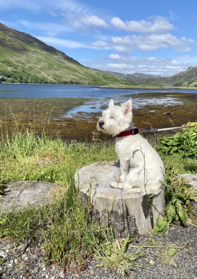 Haggis enjoying the view in Dornie in this snap taken by his owners Pat and James Murray, who live in Rathven, Buckie.