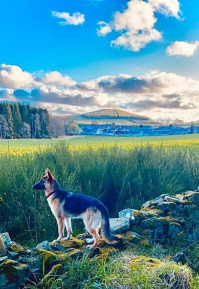 German shepherd Roxy certainly knows how to strike a pose taking in the stunning views outside Charleston village with owner Kerry Dryden.