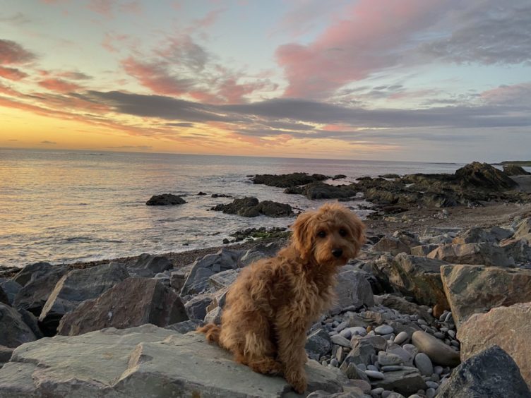 Five-month-old cavapoo Coco enjoying the beautiful sunset at Ianstown, in Buckie, captured by owner Judith Wood.