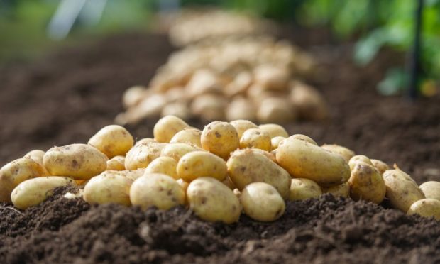 More than 66% of potato growers rejected a compulsory AHDB levy in a vote.