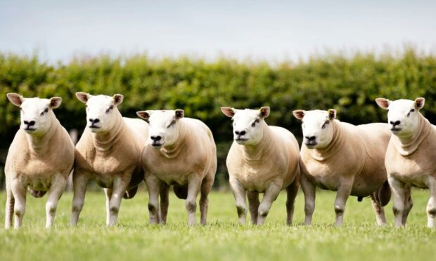 The on-farm ram sale takes place on Saturday August 21.