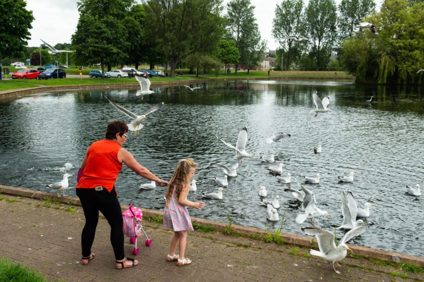 A little girl and a woman surrounded by gulls at Elgin's Cooper Park