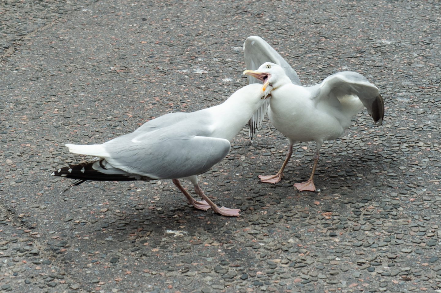 Seagulls fighting in the street