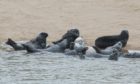 Seals at Newburgh Beach. Picture by Paul Glendell