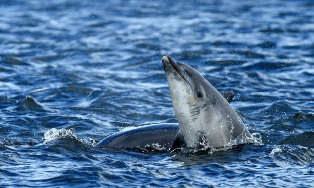 It was feared up to 100 dolphins got trapped in the Cromarty Firth. Photo: Sandy McCook/DCT Media