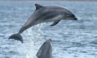 An earlier shot of dolphins at Chanonry  Point on the Black Isle.