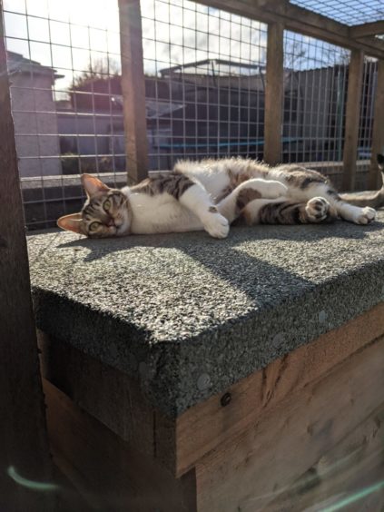 Topaz, a rescue cat, sunning herself on top of the shed. She is full of fun and certainly keeps her owner, Marlene Grant from Aberdeen, on her toes.