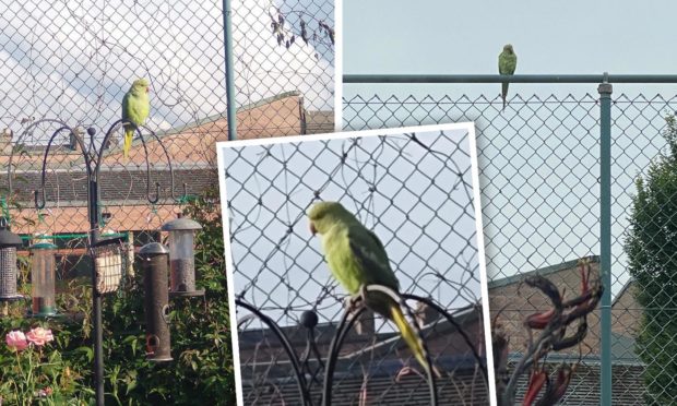 A green parakeet has been spotted in the Crown area of Inverness