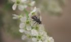 The rare pine hoverfly has enjoyed a record breaking breeding season. Photograph by RZSS
