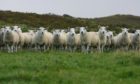IAAS hopes farmers will donate lambs to the bank.
