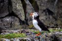 Puffins were the most affected species among the 14 included in the study. Picture by Steve Brown/DCT Media