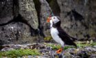 Puffins were the most affected species among the 14 included in the study. Picture by Steve Brown/DCT Media