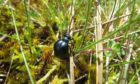 A short neck oil beetle (Meloe brevicollis) on the Isle of Coll