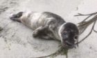Sylvester the seal pup had to be rescued from Unst.