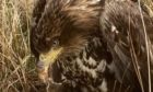 The eagle was rescued by a gamekeeper who discovered it