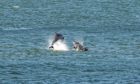 An earlier shot of dolphins at Chanonry Point on the Black Isle.
