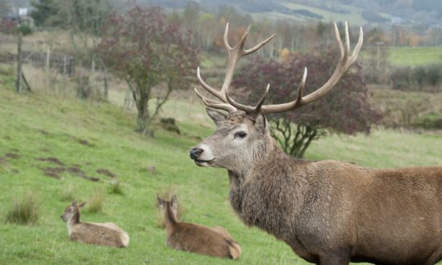 FLS is to carry out a cull of female deer in September