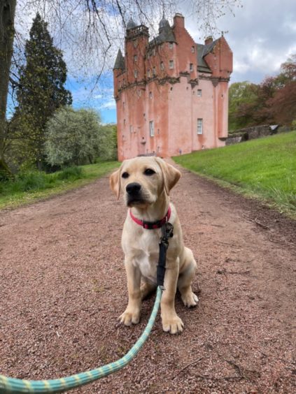 It certainly wasn’t the doghouse for Nash the Lab as the 13-week-old was taken for a walk at Craigievar Castle by proud owner Rachael Peachey, who sent in this towering picture of their day out.
