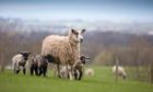 Sheep and lambs in a field in North Yorkshire, England, United Kingdom; Shutterstock ID 1080181898; Purchase Order: Press and Journal; Job: Farming; b4ff9ffd-72e3-44c1-8778-39c56633ebbe