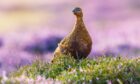A Red Grouse