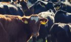 HOW NOW: The final switch to the ScotEID registration system for Scottish cattle will take place on October 4.