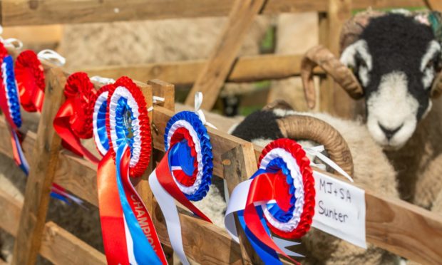 Northern Irish breeders may be able to take their animals to GB shows.