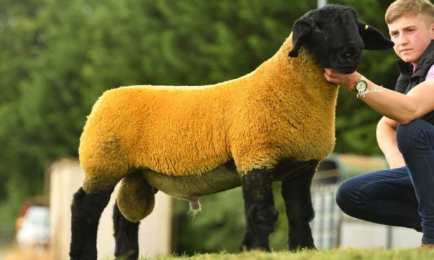 Finn Christie's top priced ram lamb.