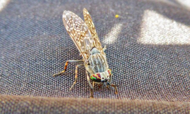 Clegs (or horseflies) terrorise Scotland's glens in summer time (Photo: Ben Dolphin)