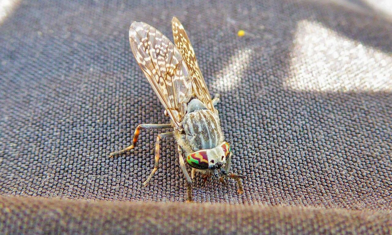 cleg-bites-horseflies-like-tiny-winged-wolves-silently-stalk-their-prey