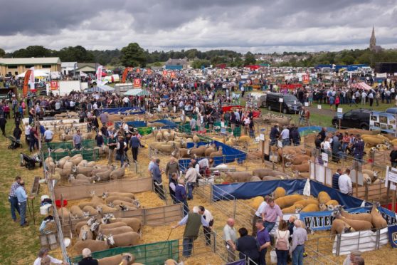 Averages were up at this year's Kelso Ram Sales.
