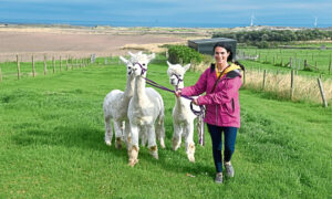 Gayle Ritchie meets the Highland Alpacas near Balmedie and takes them on a trek.